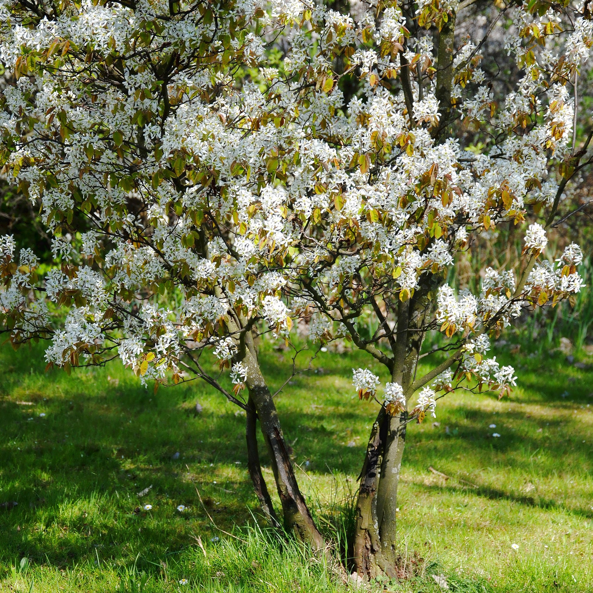 Blühende Sträucher - Kupfer-Felsenbirne - Amelanchier lamarckii