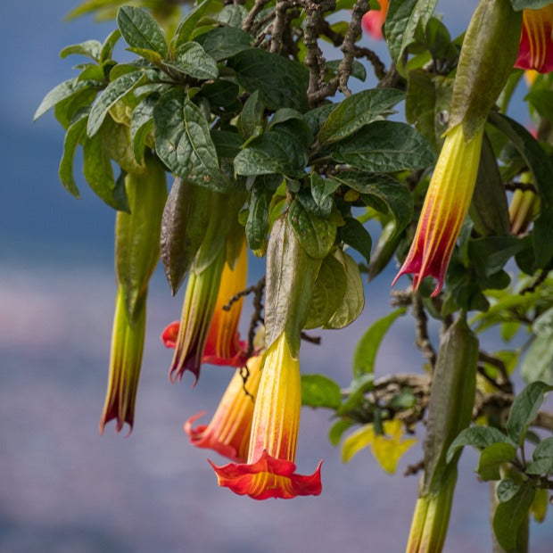 Engelstrompete rot-gelb - Brugmansia