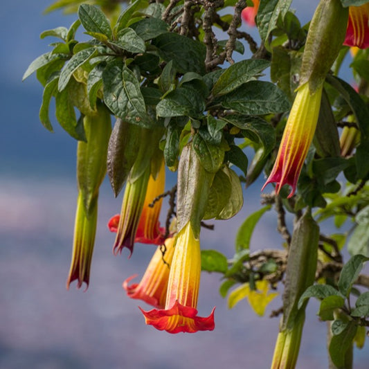 Engelstrompeten Rot und Gold - Brugmansia