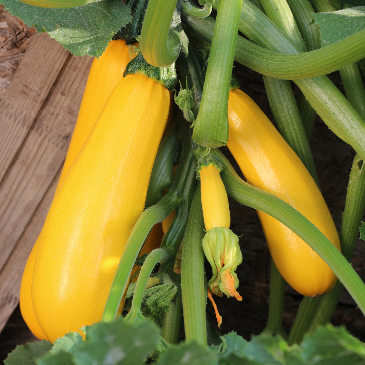 Zucchini Soleil F1 - Bakker