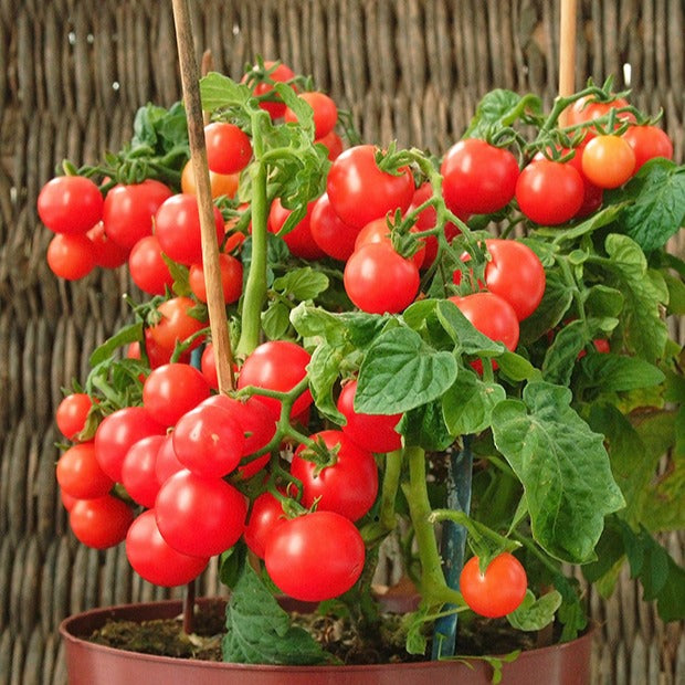 Saatgut Cherrytomate 'Minibel' - Lycopersicon lycopersicum minibel