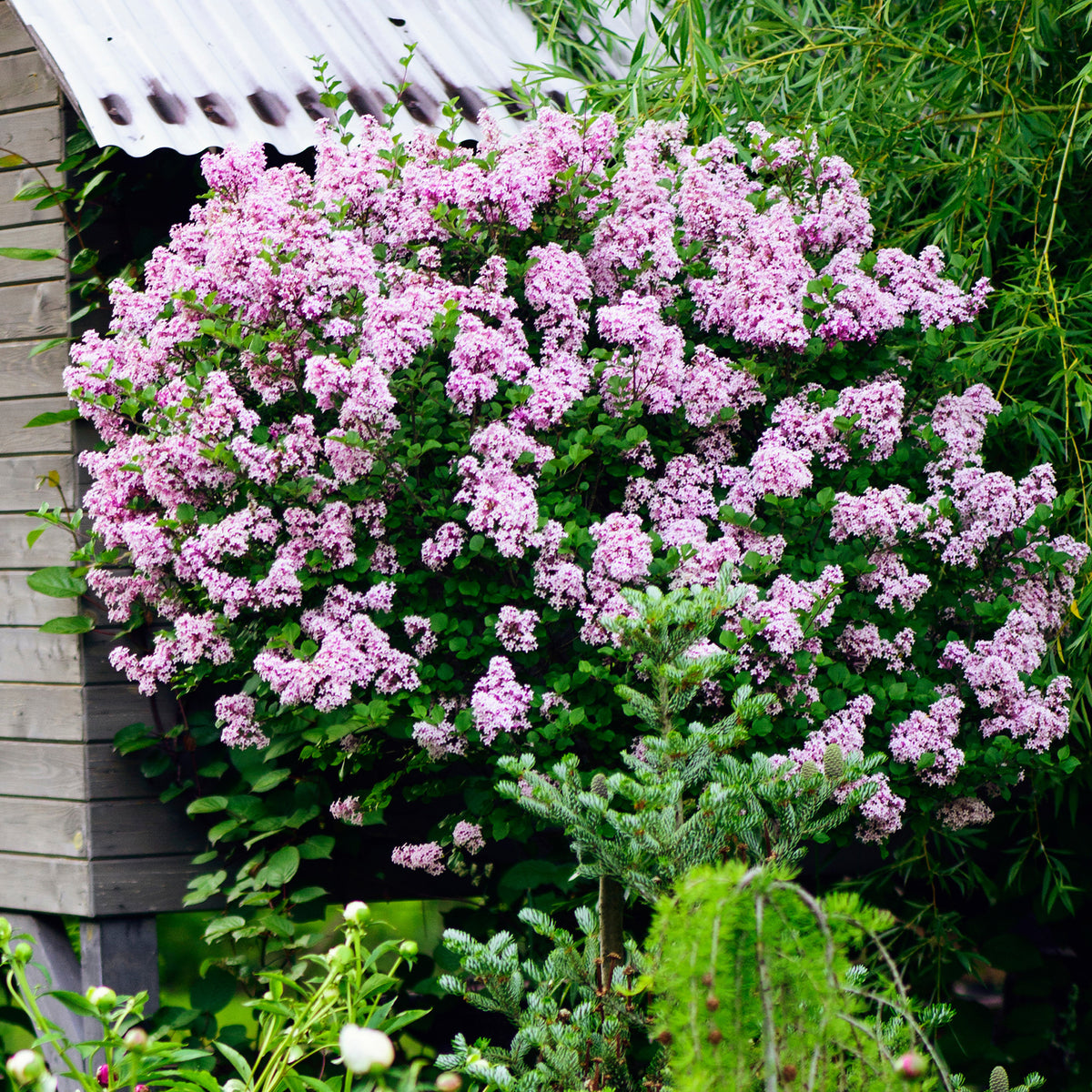 Zwergflieder 'Palibin'™ - Syringa meyeri palibin - Bakker
