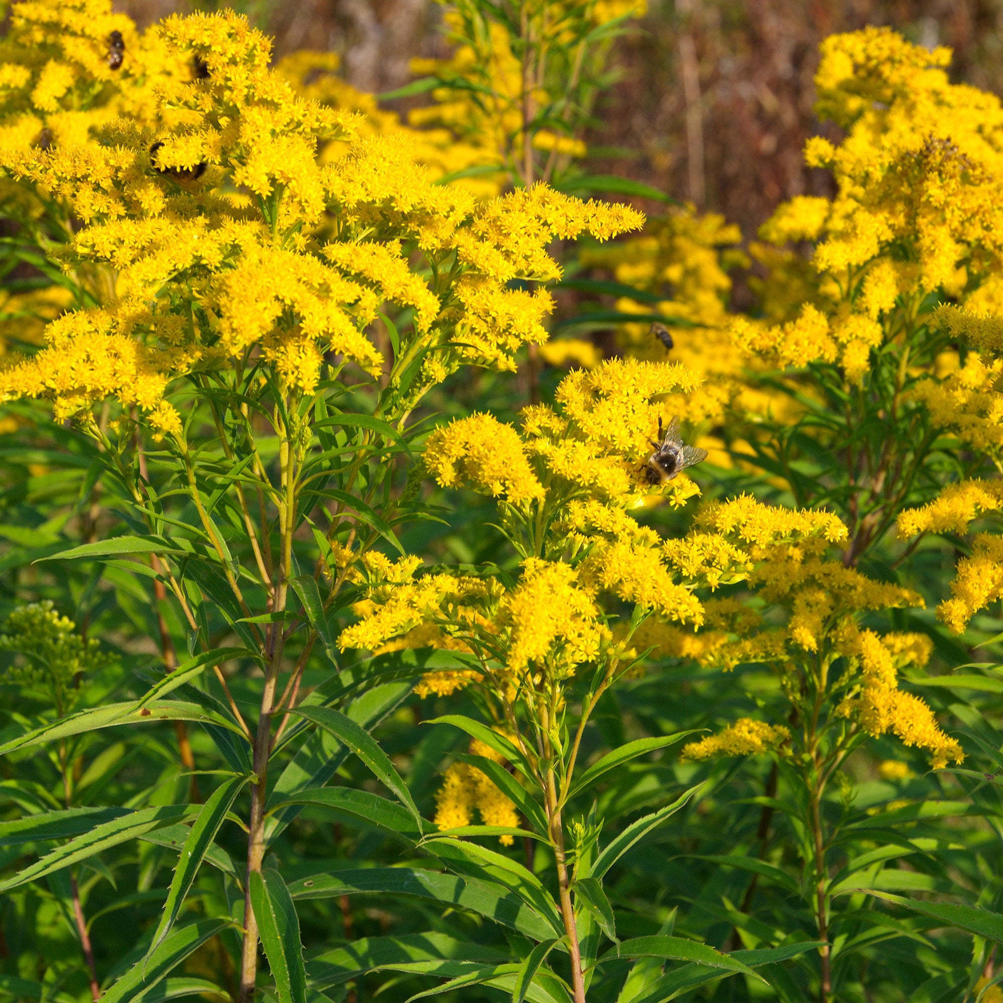 Stauden-Kollektion mit gelber Blüte (x11) - Solidago luteus, alchemilla  mollis, hemerocallis stella de oro
