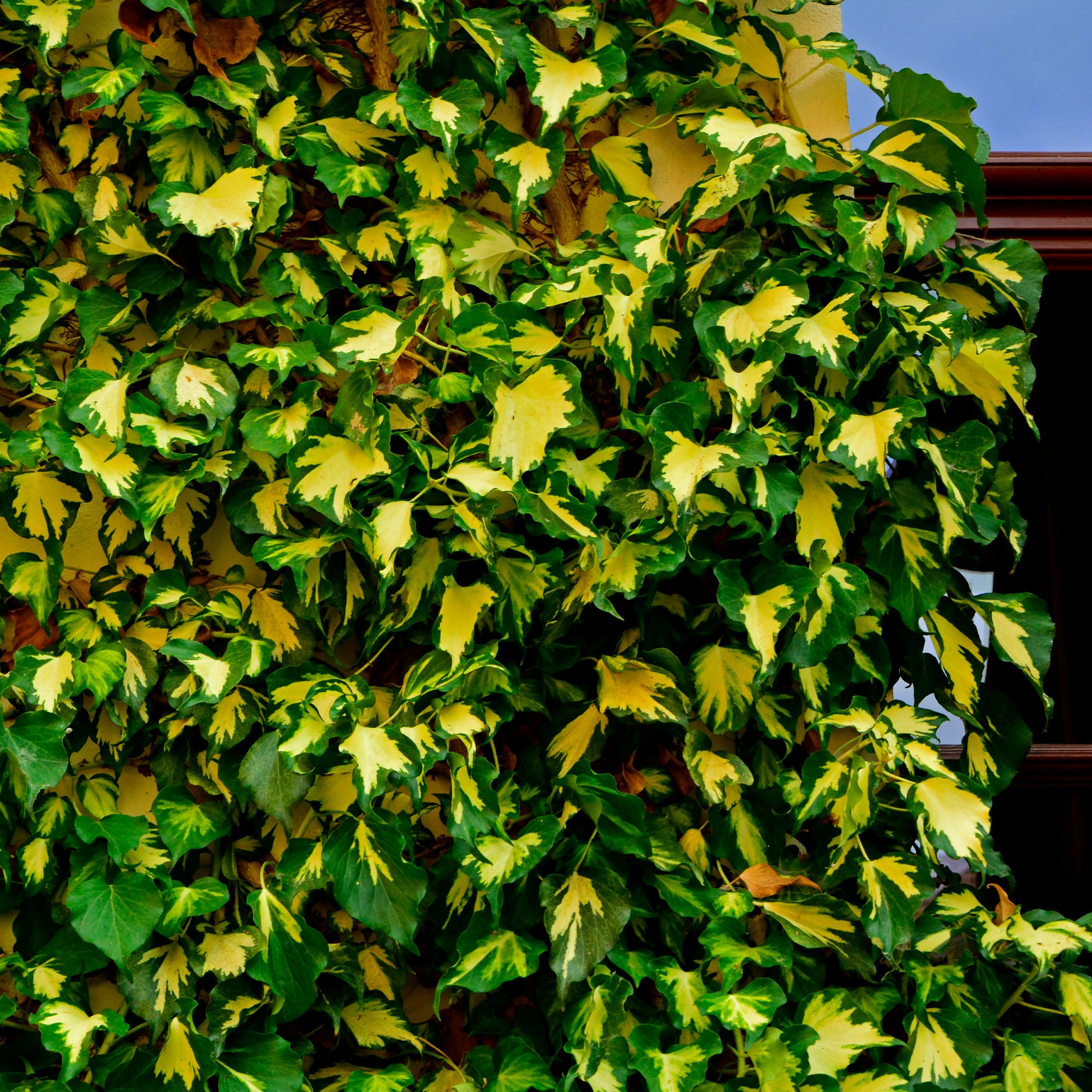 Efeu 'Goldheart' - Hedera helix Goldheart