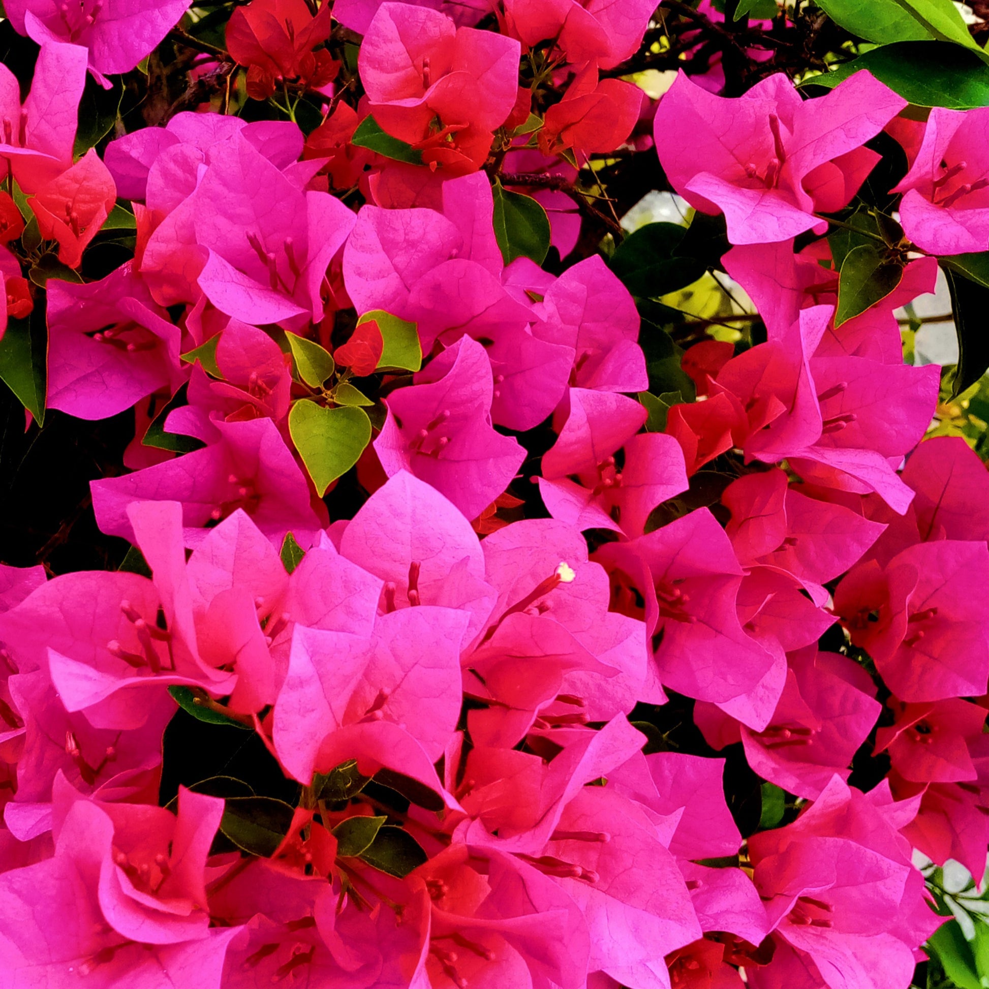 Drillingsblume - Bougainvillea pink - Bakker