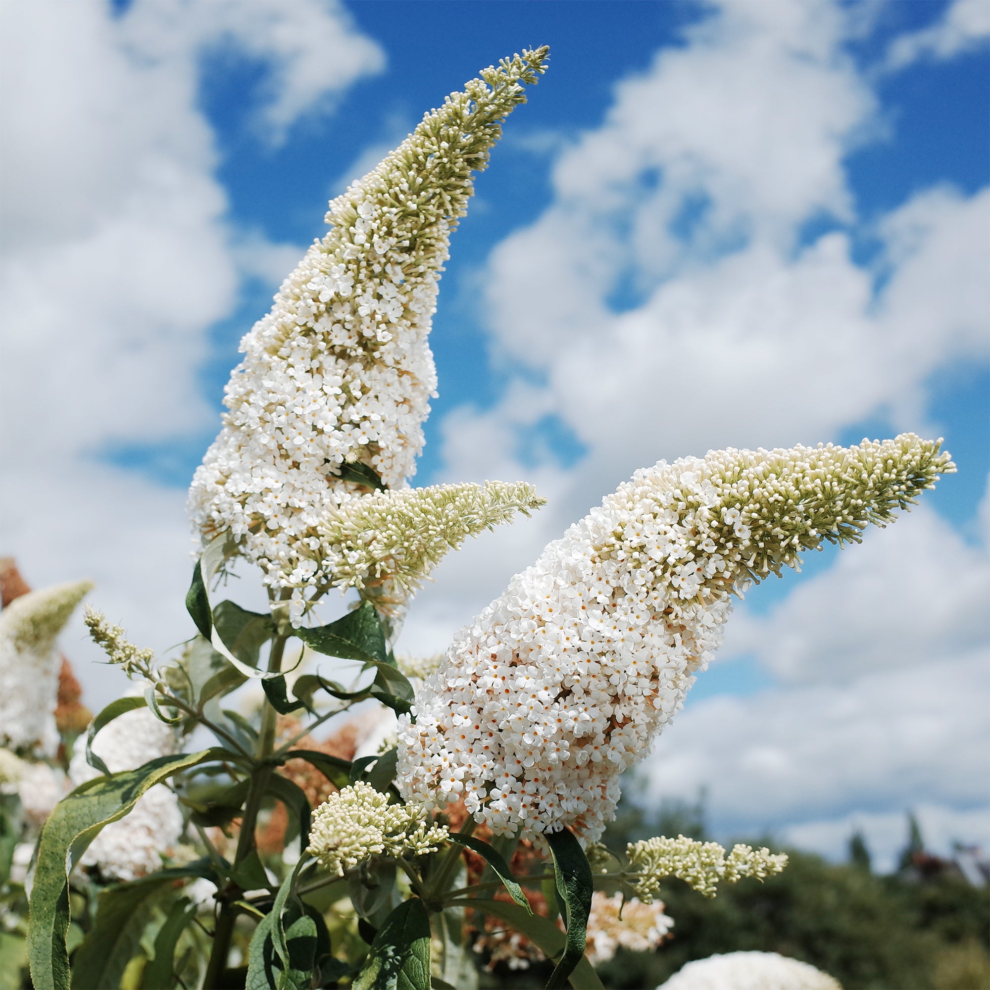 Schmetterlingsflieder Buddleja 'White Profusion'