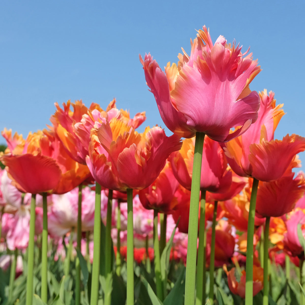Tulpen-Zwiebeln - 7 Papageientulpen Amazing Parrot - Tulipa parrot Amazing Parrot