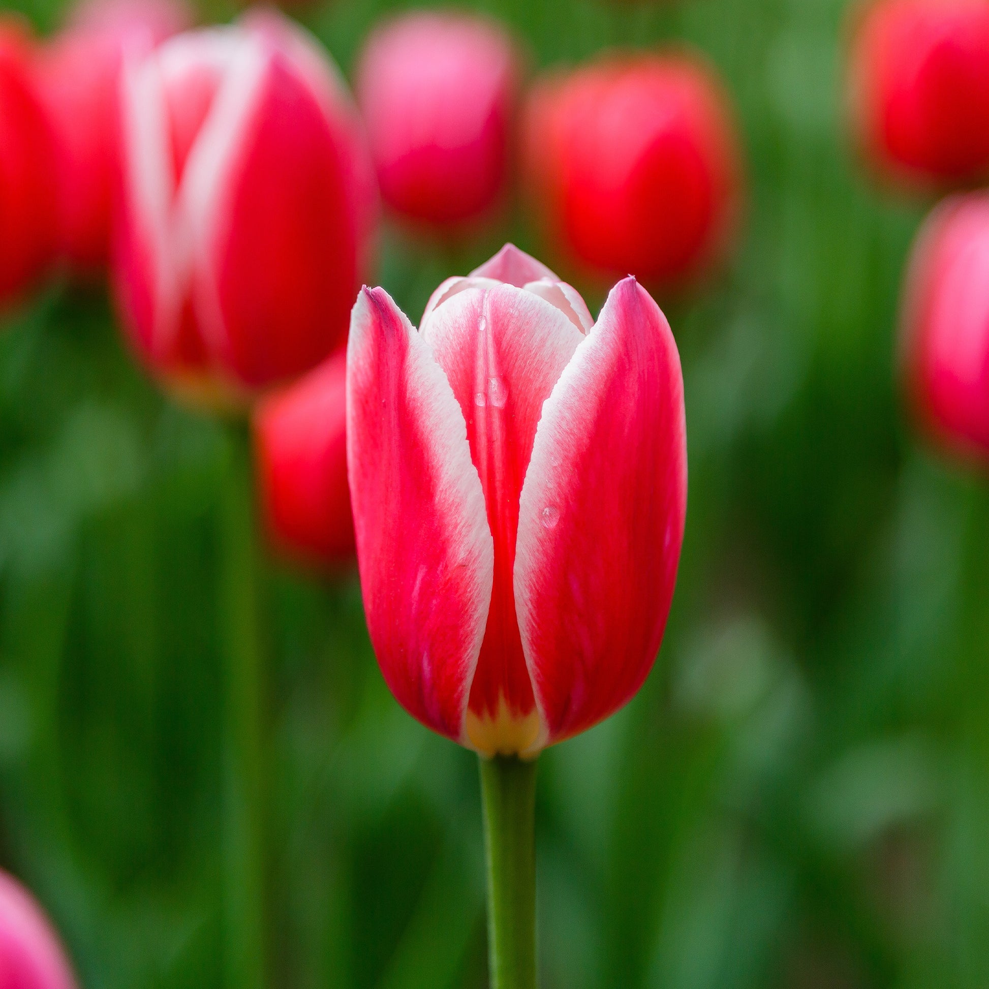 Tulipa darwin hybrid candy apple Delight - 8 Darwin-Tulpen Candy Apple Delight - Tulpen-Zwiebeln