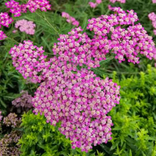 Schafgarbe Mily Rock - Bakker