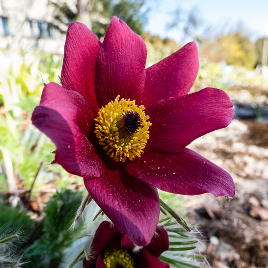 Rote Küchenschelle - Bakker