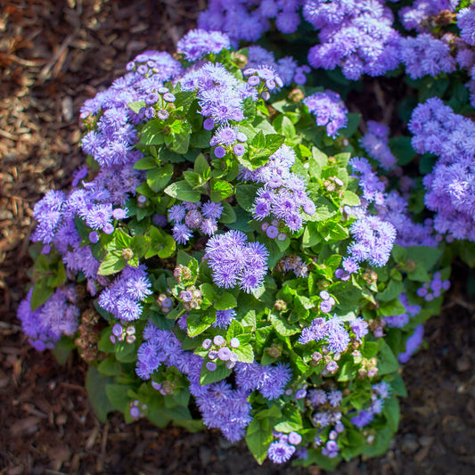 Blauer Leberbalsam (Ageratum) - Bakker