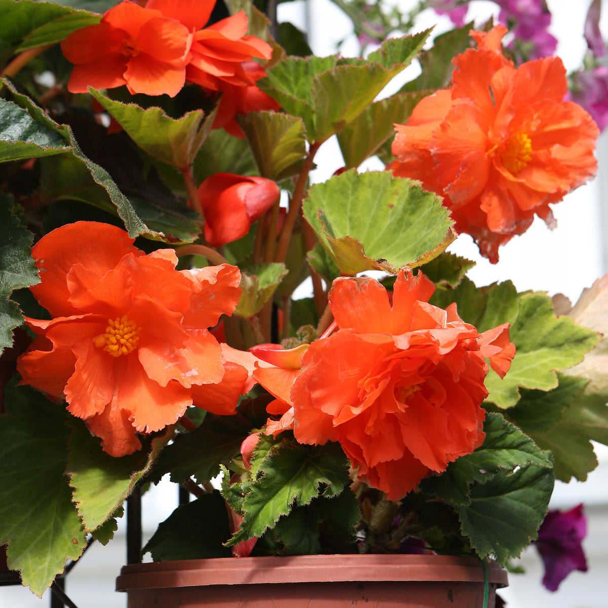 Knollenbegonie Orange - Bakker