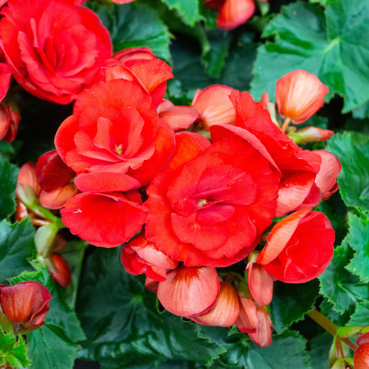 Knollenbegonie rot - Bakker