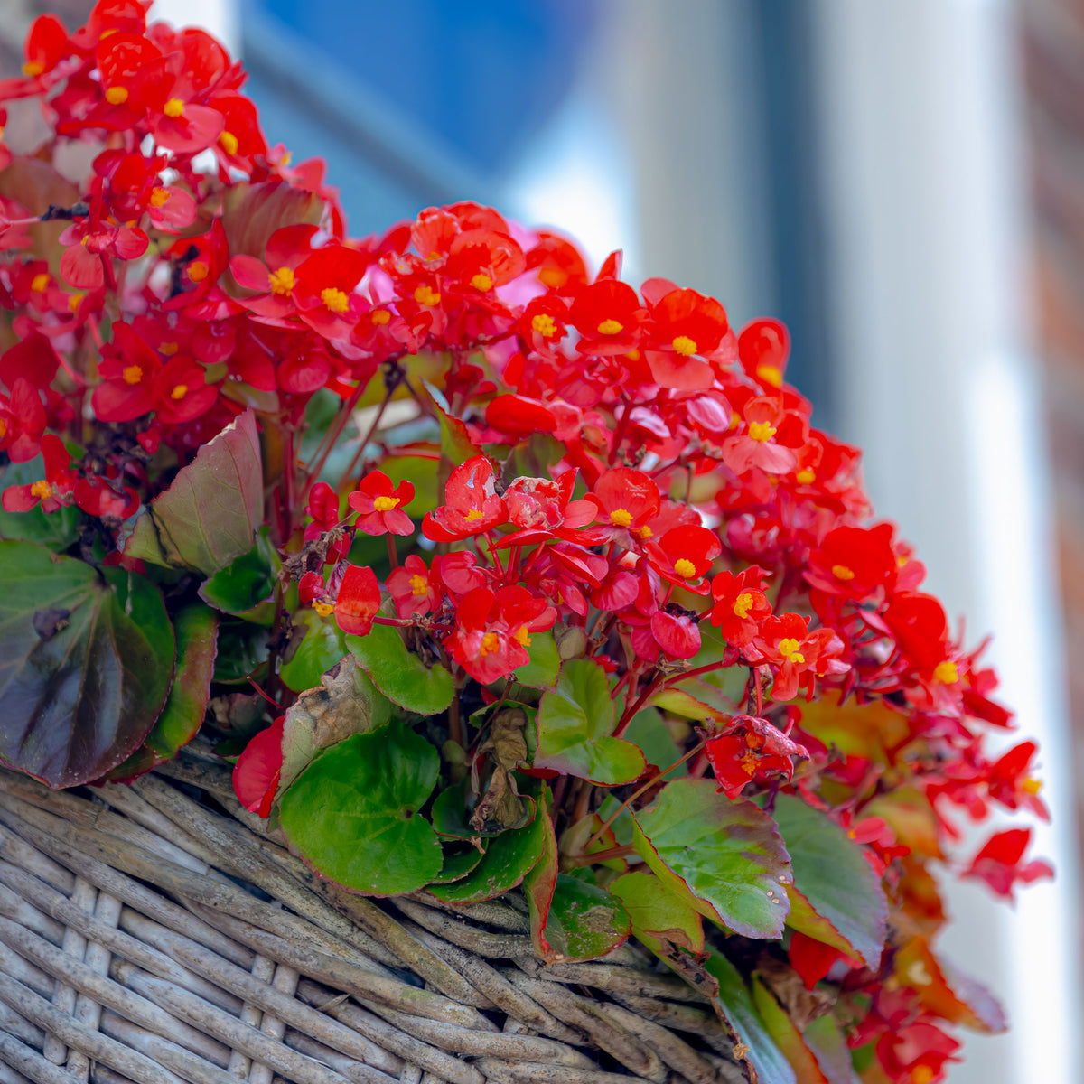 Rote eisbegonie - Bakker