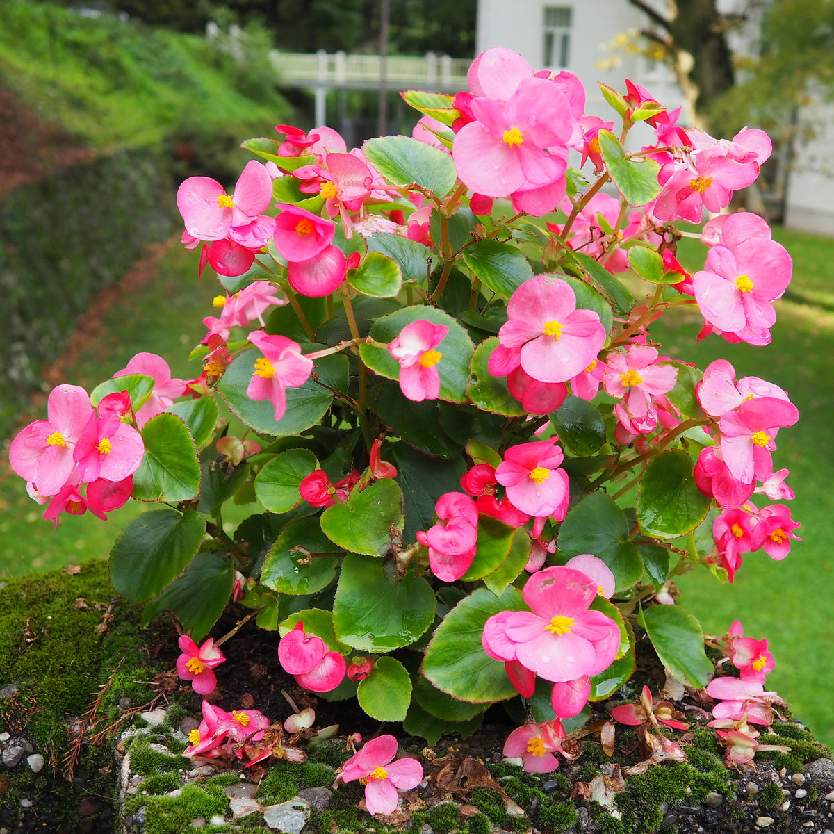 Rosa eisbegonie - Bakker