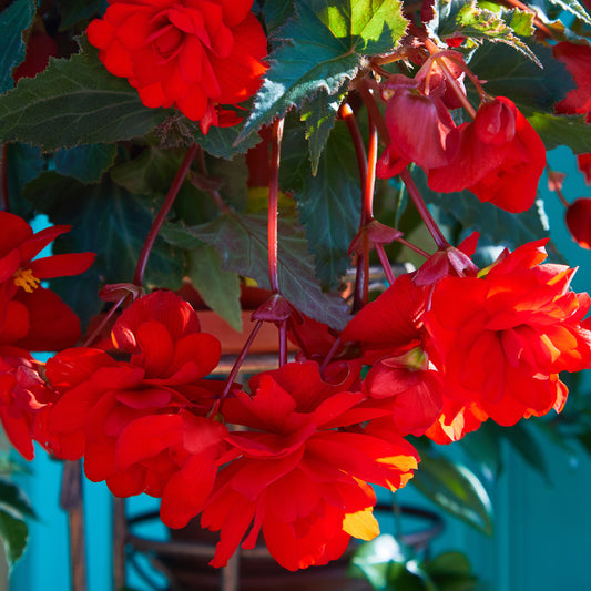 Rote Hängende Begonie - Bakker