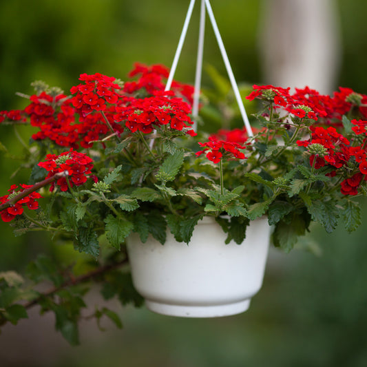 Rotes hängendes Eisenkraut - Bakker