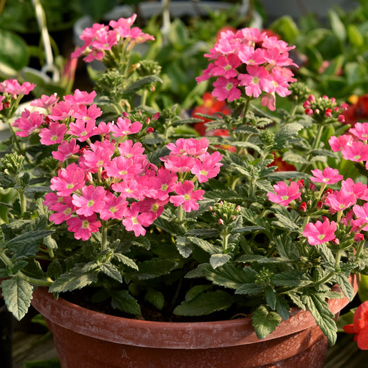 Rosa Hänge-Eisenkraut - Bakker