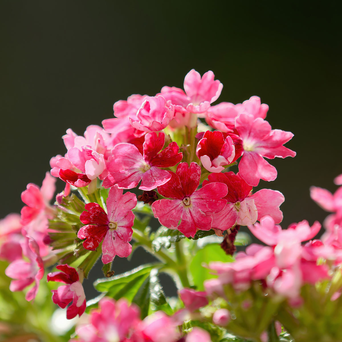 Rosa Hänge-Eisenkraut - Verbena pink - Bakker