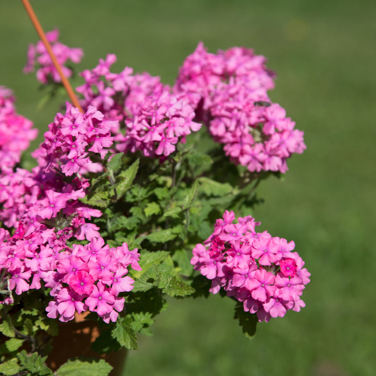 Verbena pink - Rosa Hänge-Eisenkraut - Blumen für Terrasse und Balkon