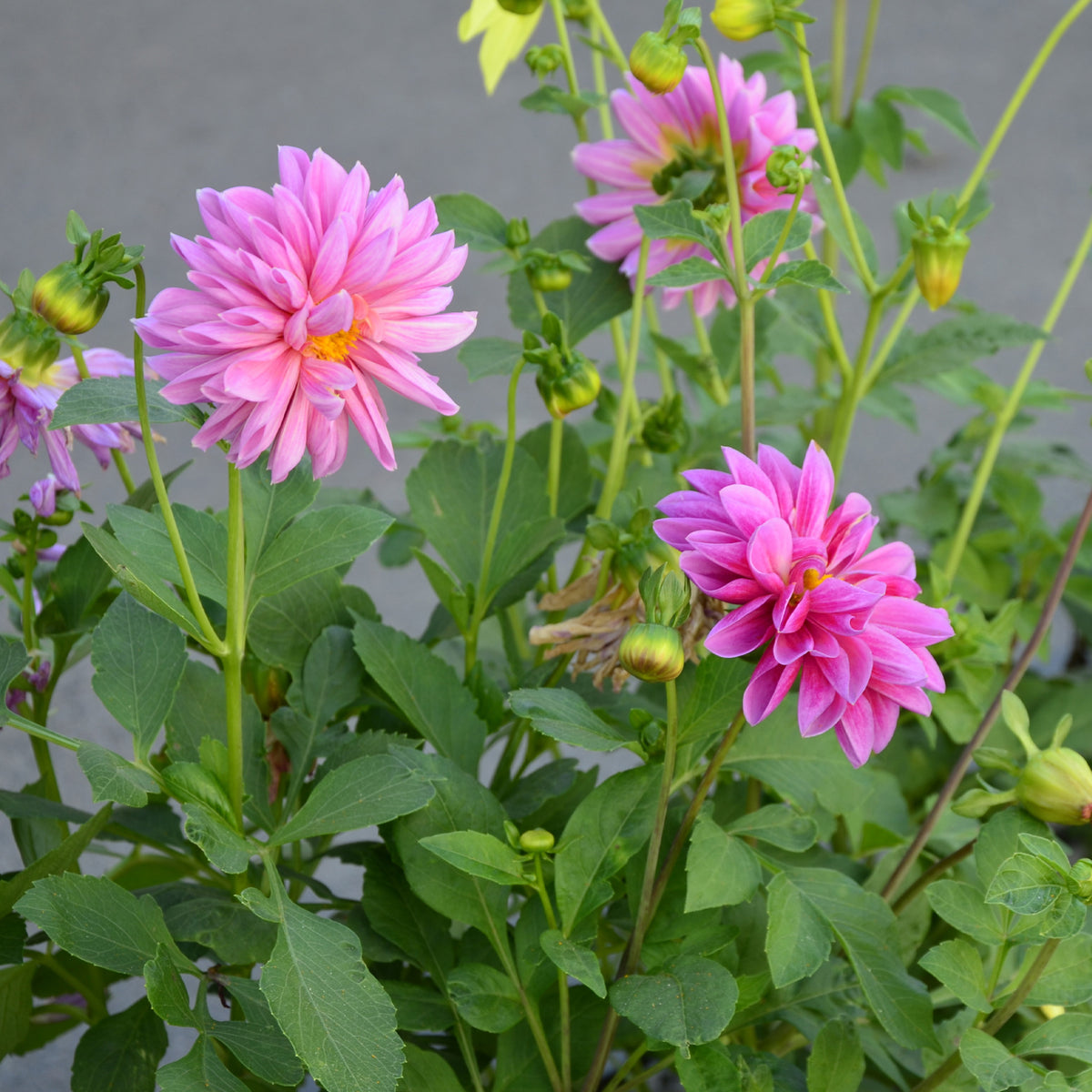 Rosa Dahlie - Bakker