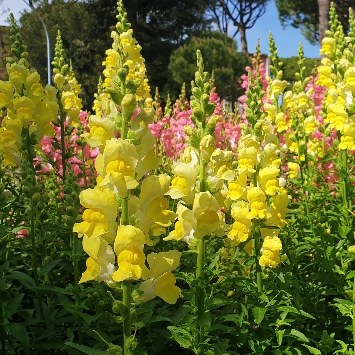Muflier yellow - Löwenmaul gelb - Blumen für Terrasse und Balkon