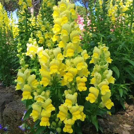 Löwenmaul gelb - Bakker