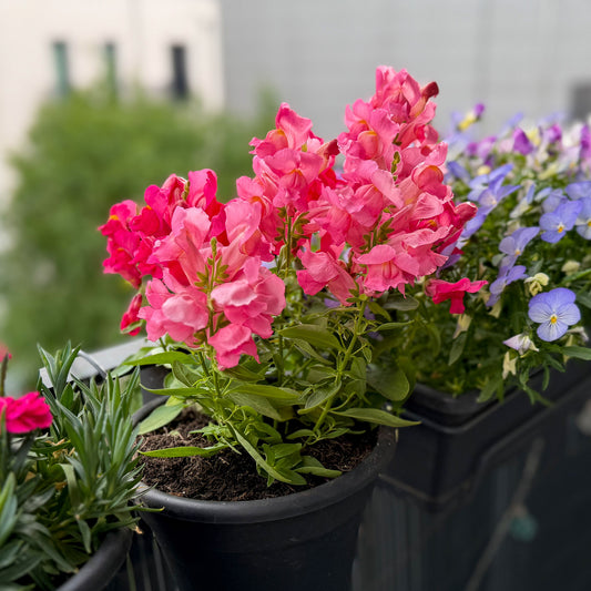 Löwenmaul rosa - Bakker