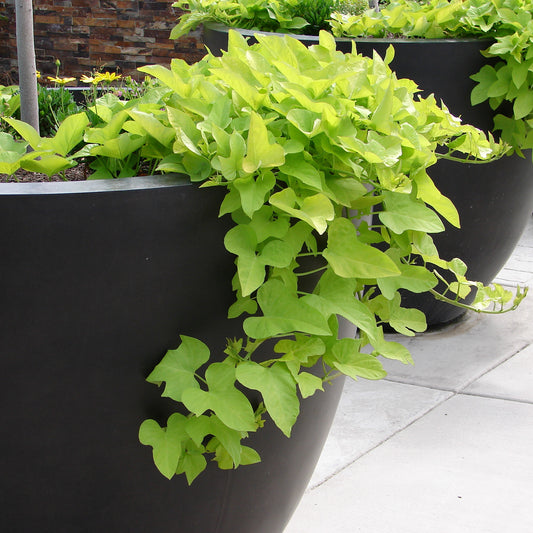 Süßkartoffel-Winde grün - Bakker