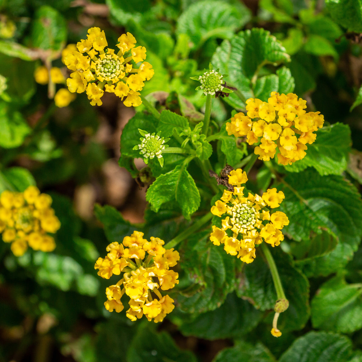 Gelbe Wandelröschen - Lantana yellow - Bakker