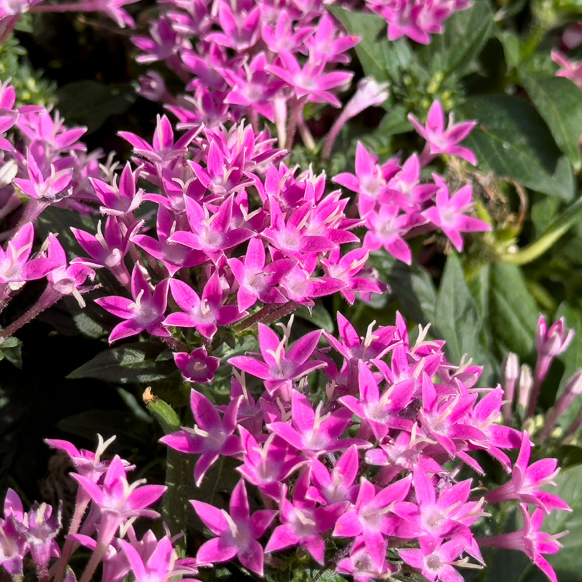 Rosa Pentas - Fünfzahlstrauch - Pentas rose - Bakker