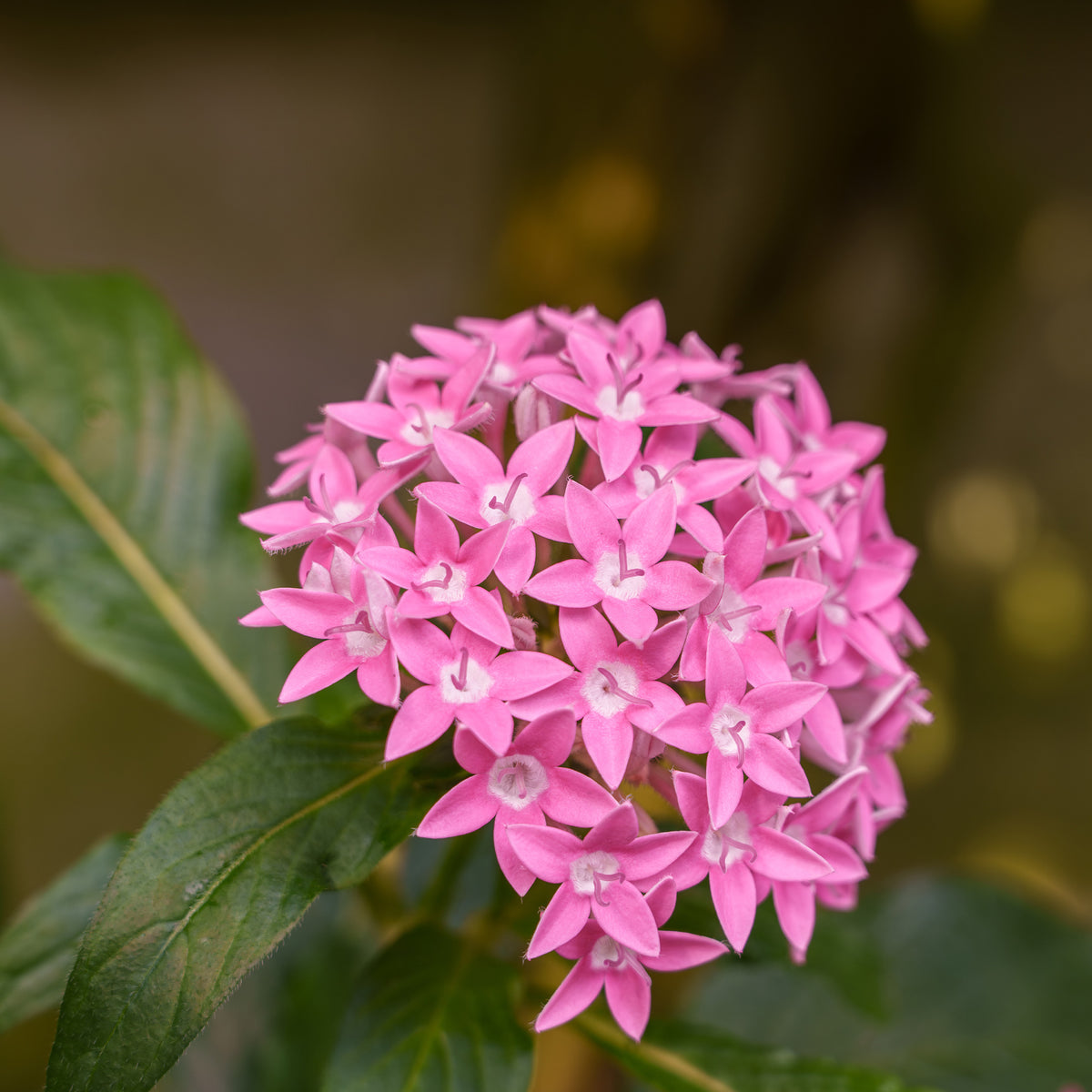 Rosa Pentas - Fünfzahlstrauch - Bakker