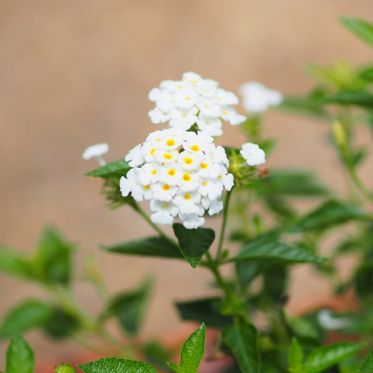 weiße Wandelröschen - Lantana white - Bakker