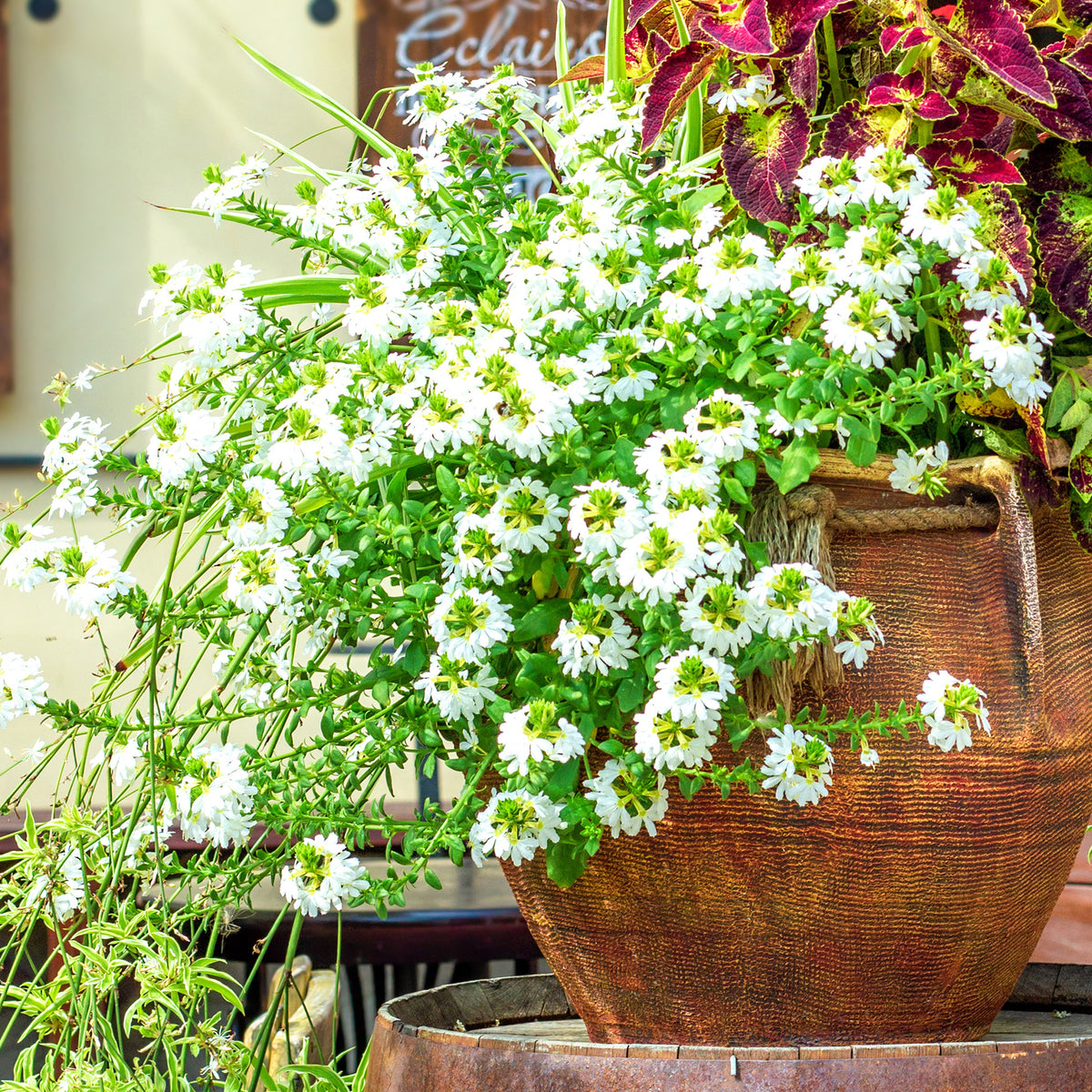 weiß Fächerblume - Scaevola blanc - Bakker