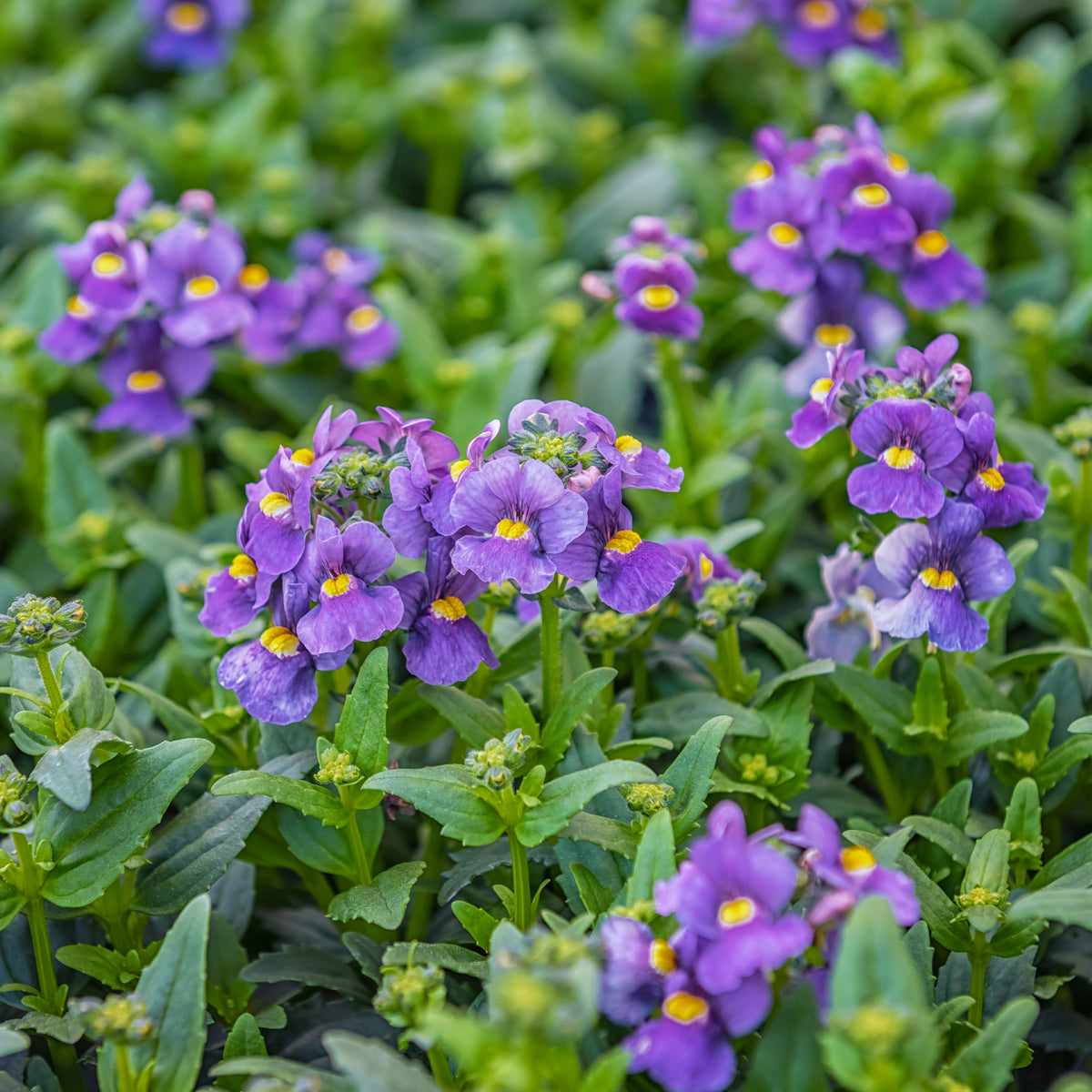 Blaue Elfenspiegel - Nemesia blue - Bakker