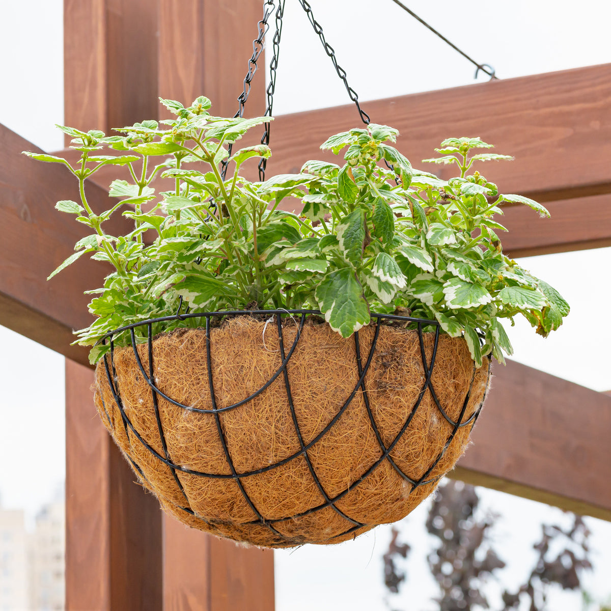Plectranthus bicolore green and white - Grün‑weiß Harfenstrauch - Blumen für Terrasse und Balkon