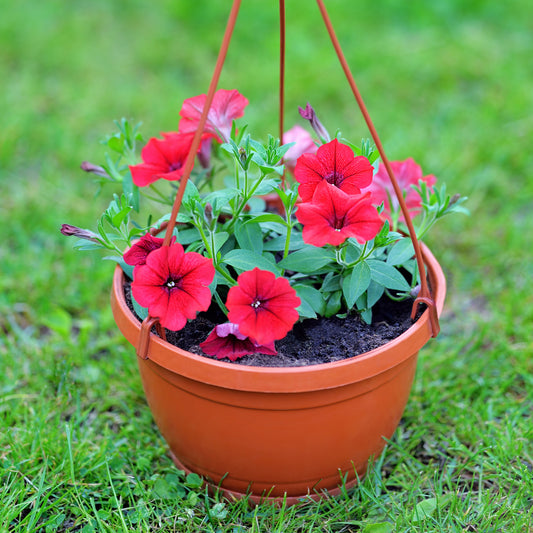 Rote Hängepetunie - Bakker