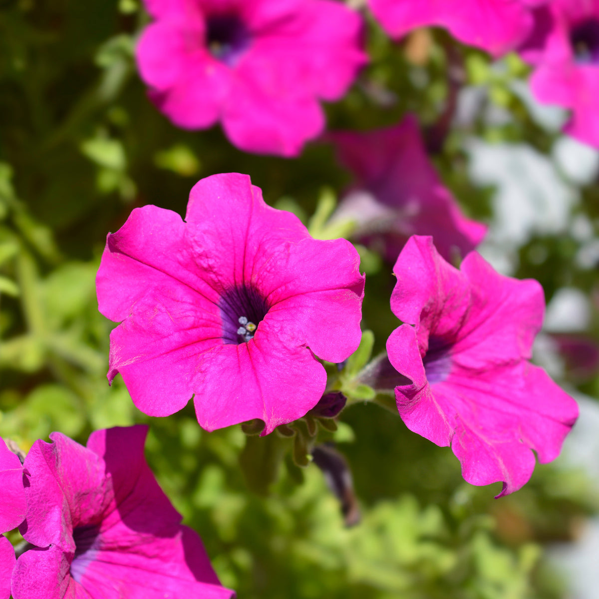 Rosa Hängepetunie - Surfinia pink - Bakker