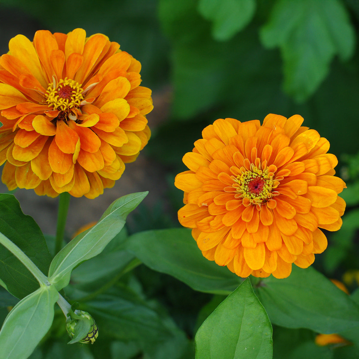 Zinnia orange - orange Zinnie - Blumen für Terrasse und Balkon