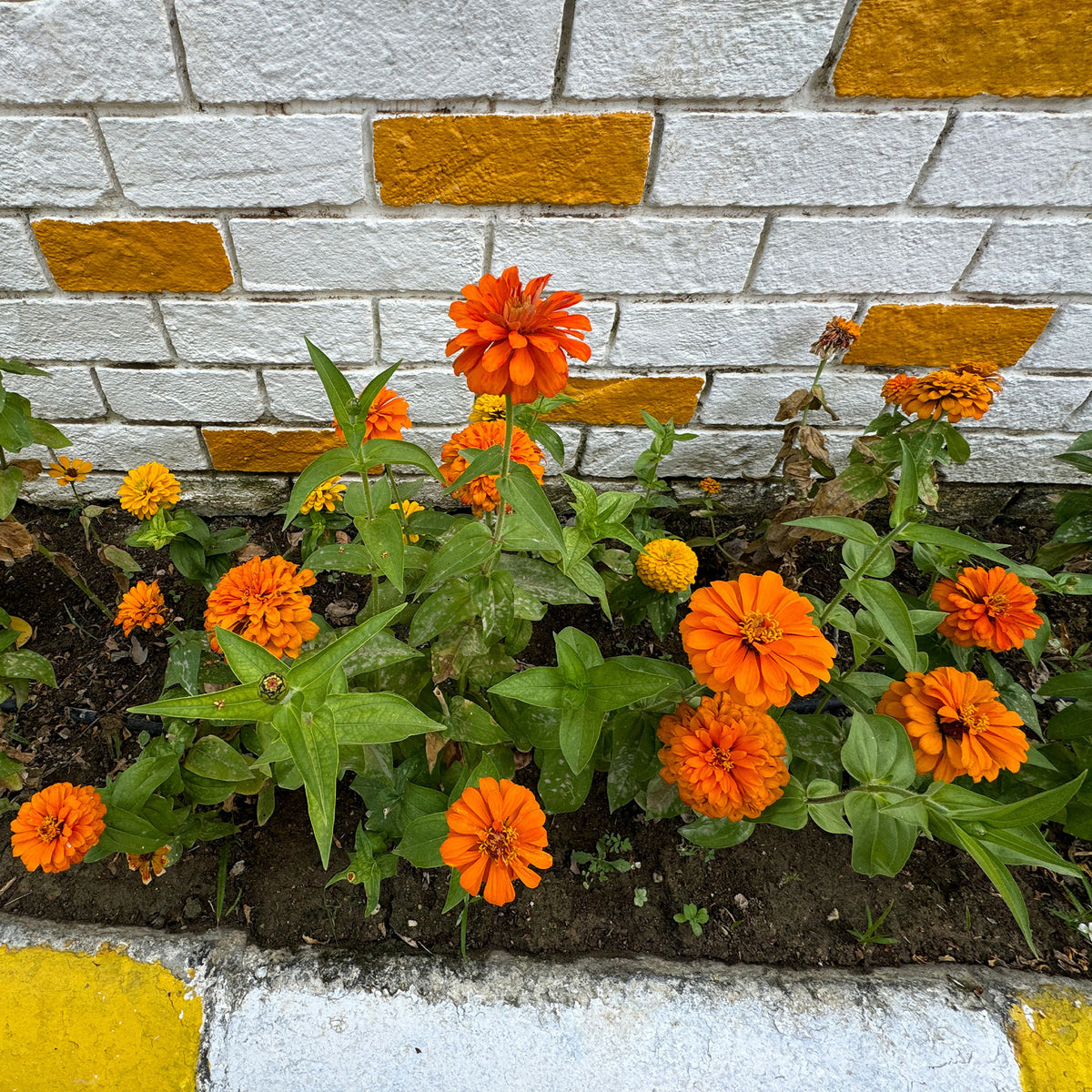 orange Zinnie - Zinnia orange - Bakker