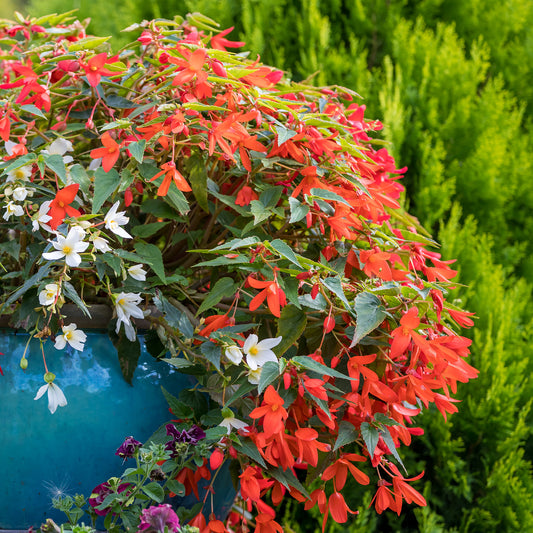 Orange Hängende Begonie - Bakker
