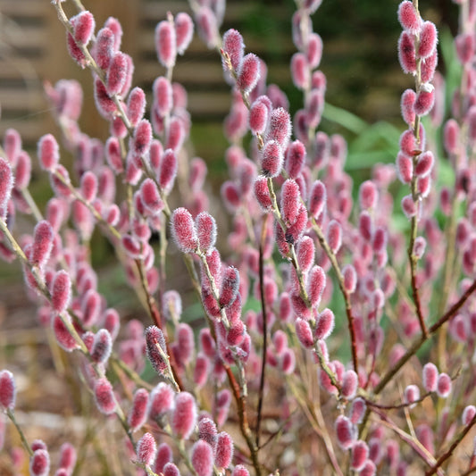 Rosa Riesenweidekätzchen 'Mount Aso' - Bakker