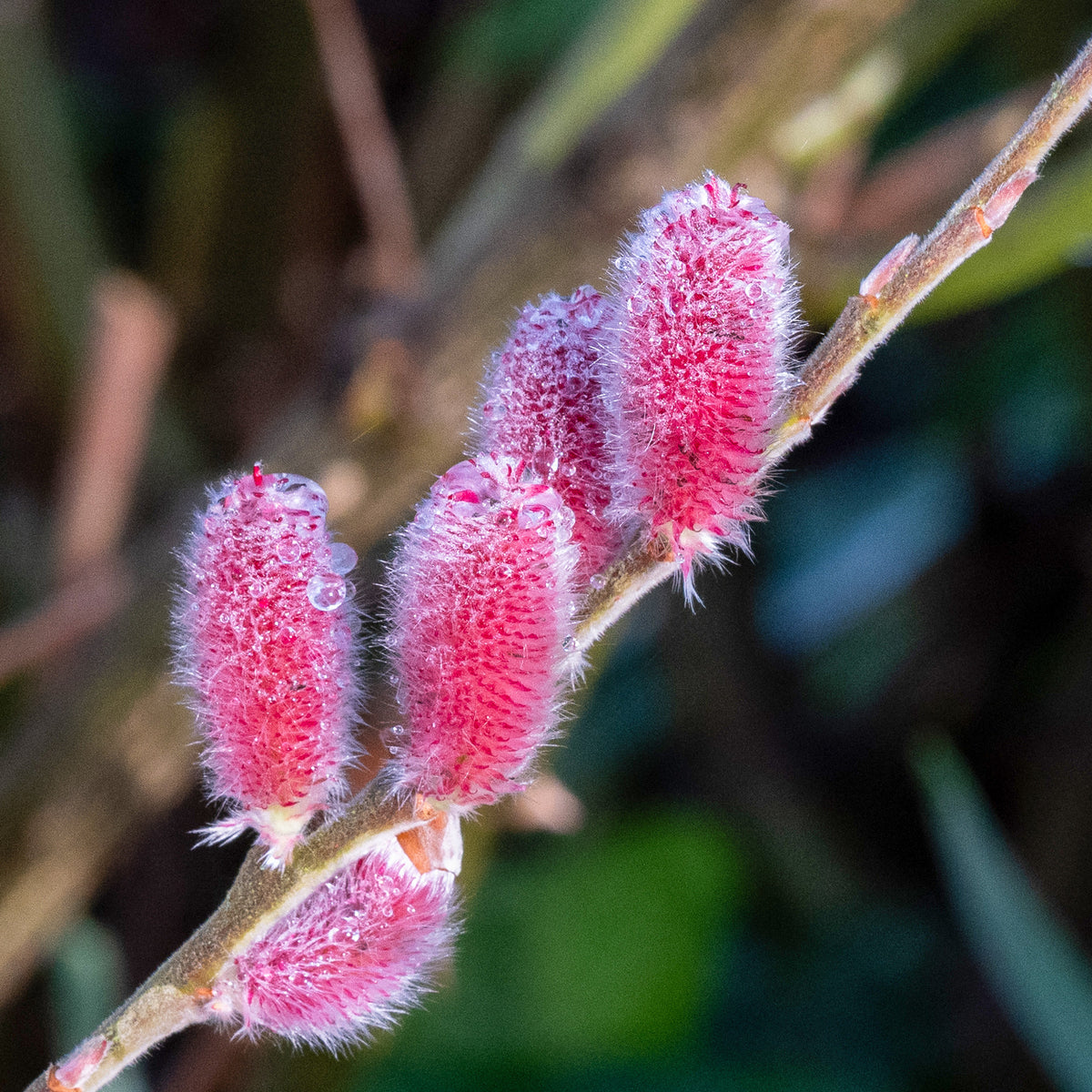 Rosa Riesenweidekätzchen 'Mount Aso' - Salix gracilistyla 'mount aso' tige 40 - Bakker