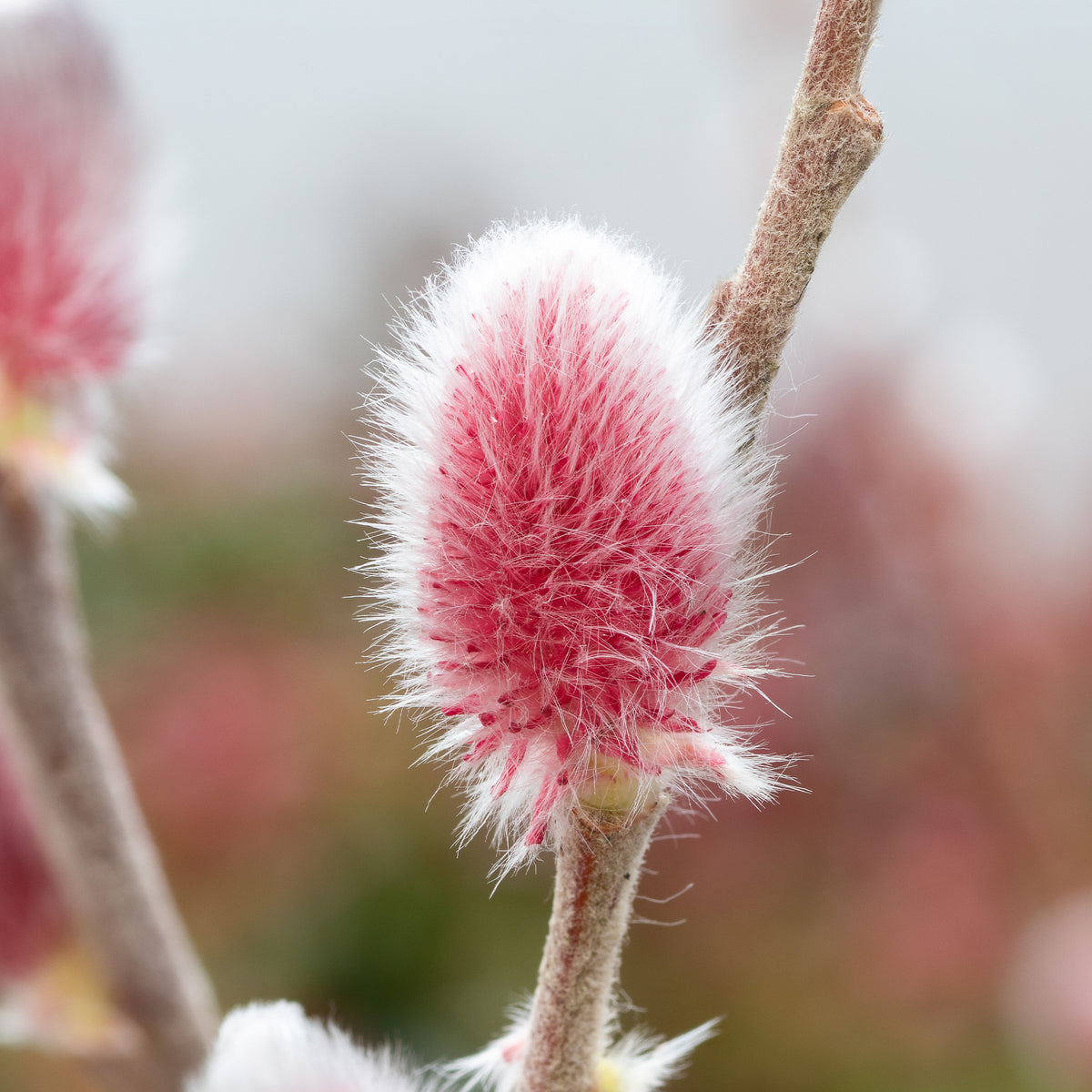 Salix gracilistyla 'mount aso' tige 40 - Rosa Riesenweidekätzchen 'Mount Aso' - Weide
