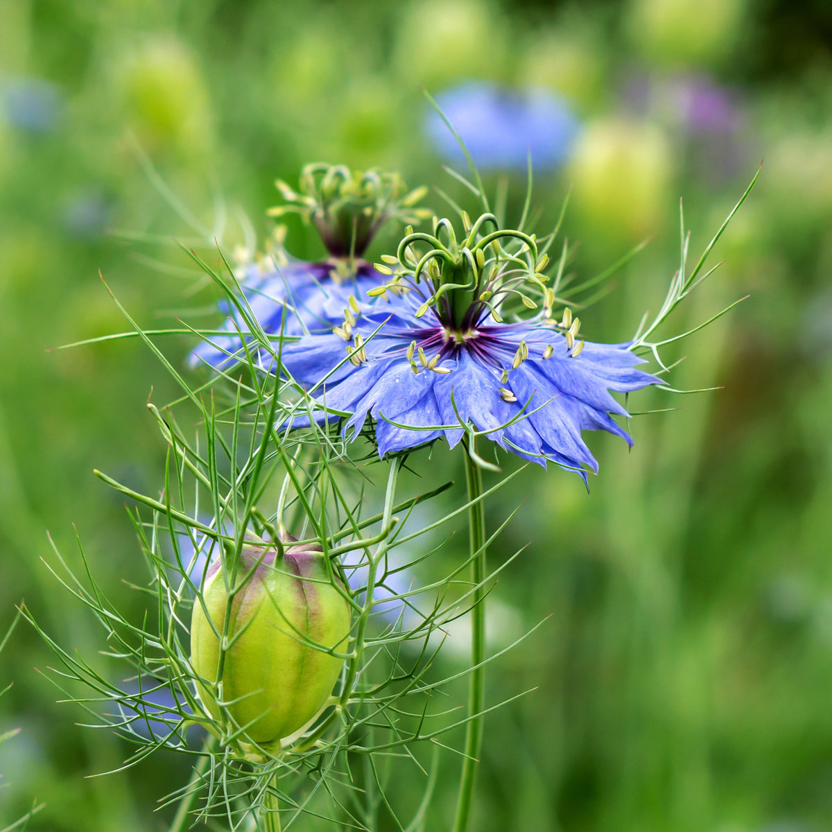 Spanischer Schwarzkümmel 'Midnight' - Nigella papillosa (hispanica) - Bakker