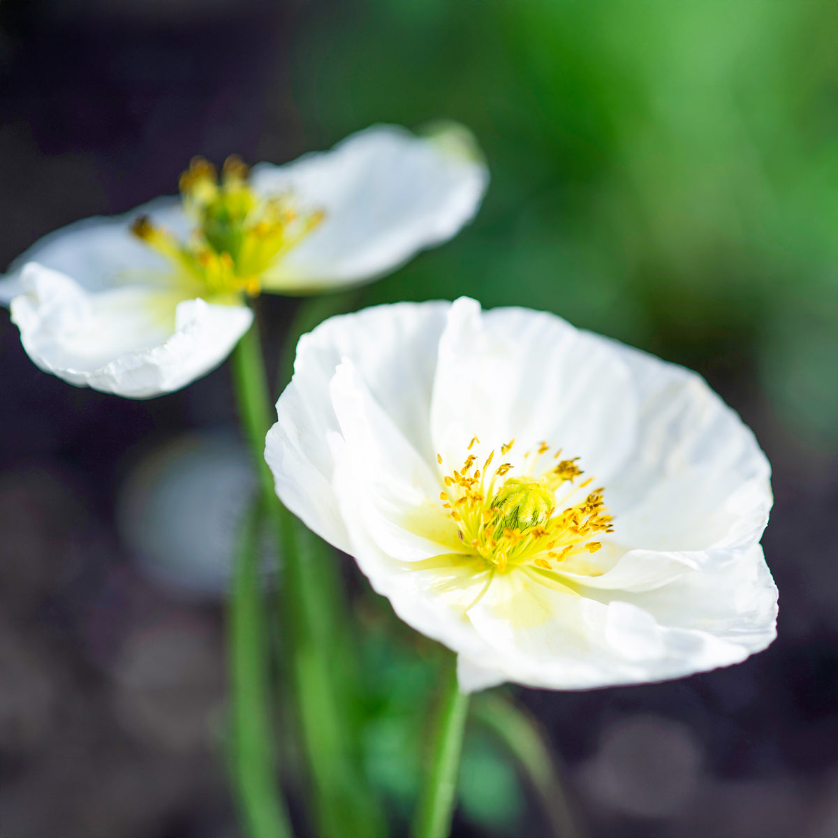 Papaver rhoeas 'Bridal Silk' - Klatsch-Mohn Bridal Silk - Samen für einjährige Blumen