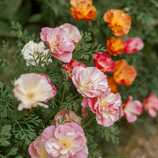 Goldmohn 'Thai Silk Appleblossom' - Bakker