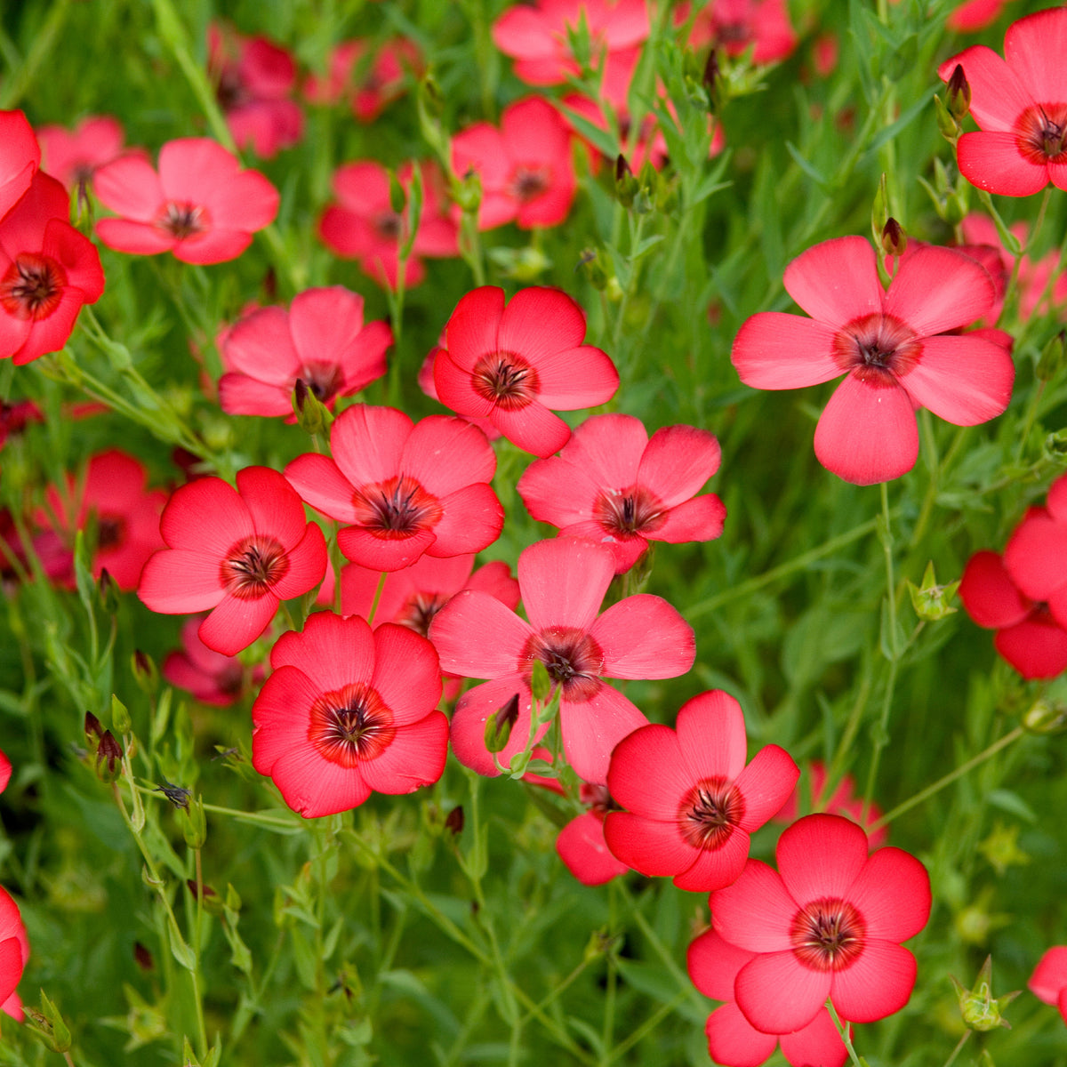 Roter Lein - Bakker