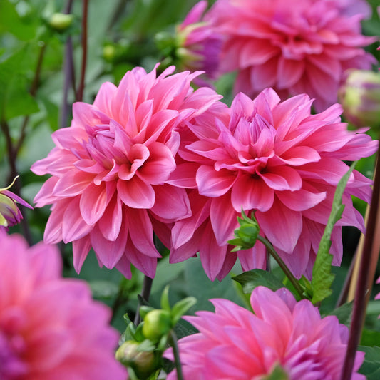 Dahlie Feline Yvonne - Bakker