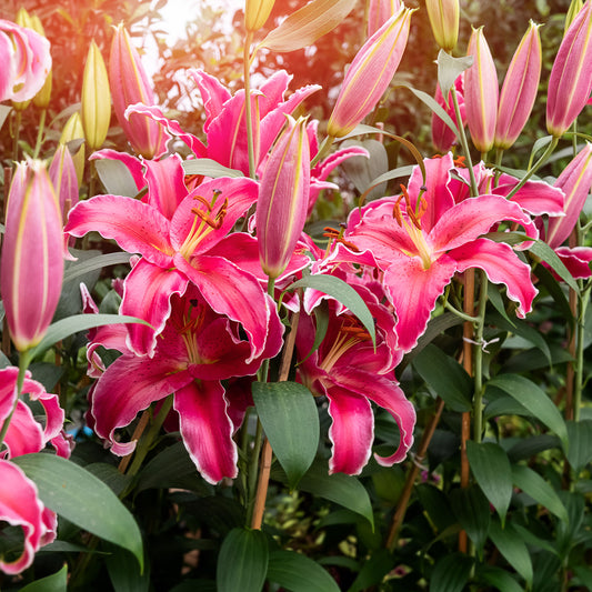 Lilie Gomera - Bakker